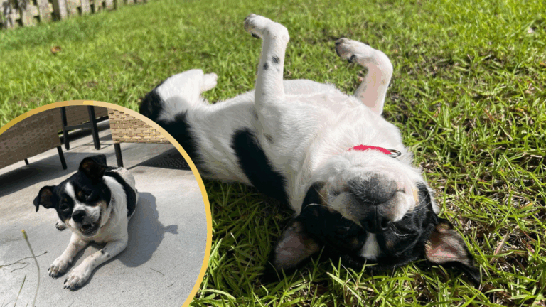 Bratty Rescue Dog Described as a ‘Sentient Middle Finger’ Goes Viral with Adoption Offers Pouring in