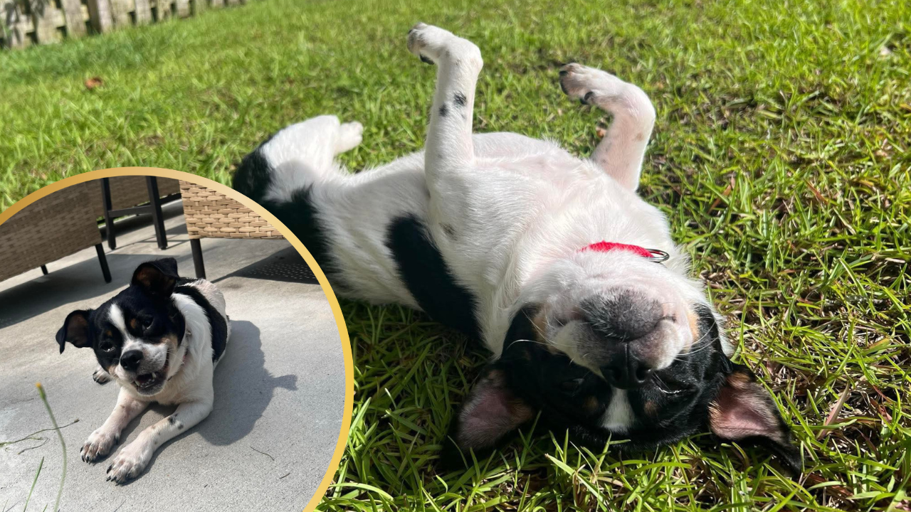 Bratty Rescue Dog Described as a ‘Sentient Middle Finger’ Goes Viral with Adoption Offers Pouring in