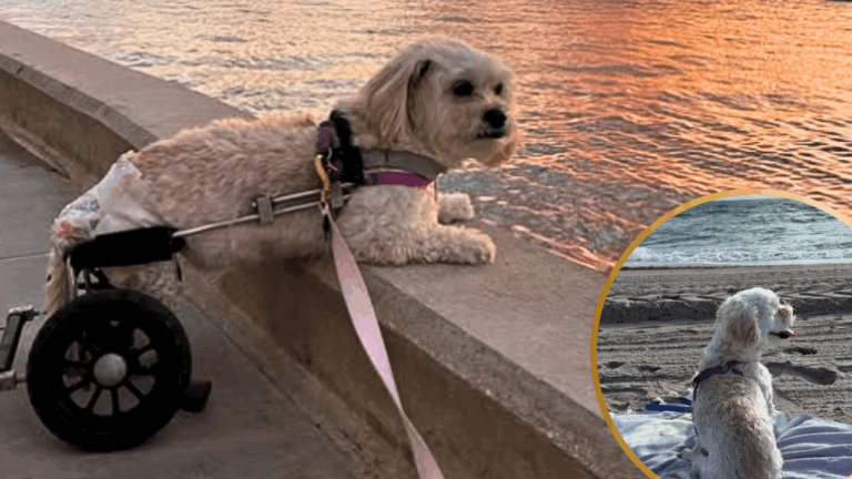 Paralyzed Dog Rescued From Iran to Miami Experiences the Ocean for The First Time