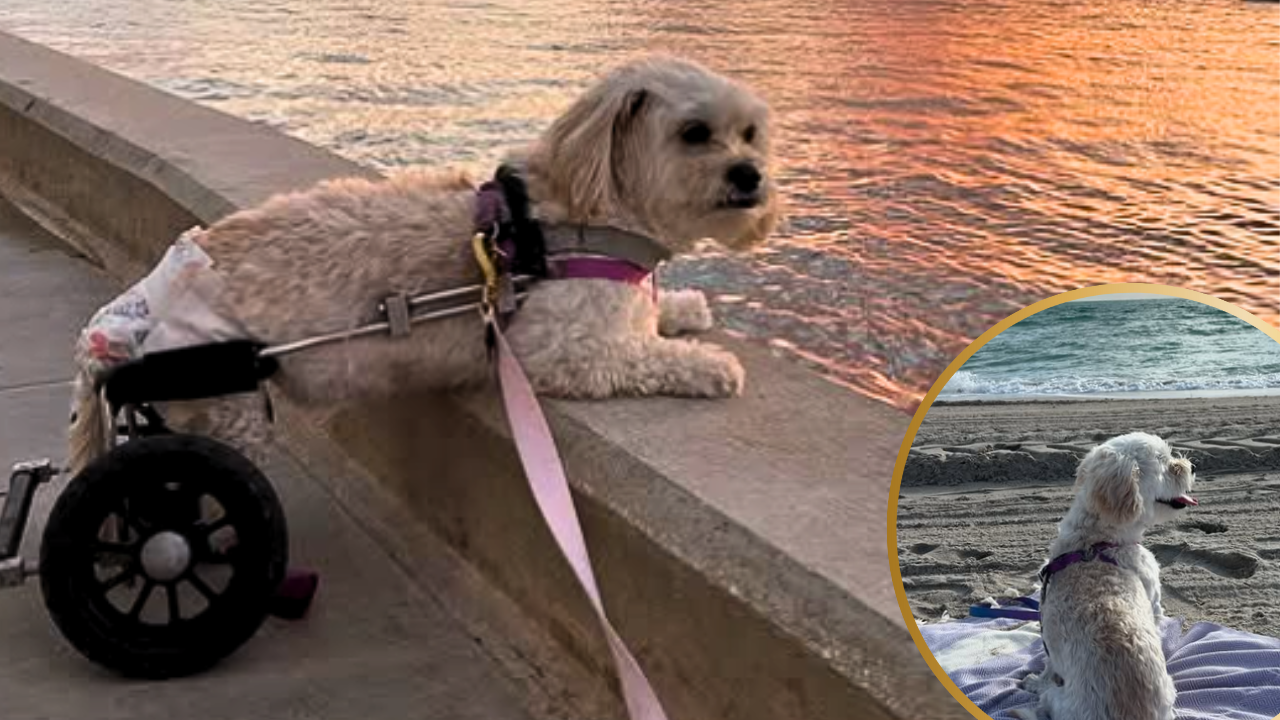 Paralyzed Dog Rescued From Iran to Miami Experiences the Ocean for The First Time