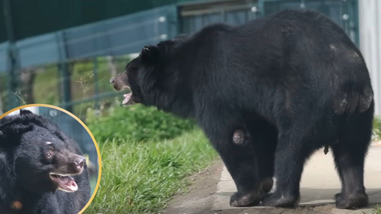 After 20 Years in a Dark Cell, Rescued Moon Bear Finally Sees the Sun Again
