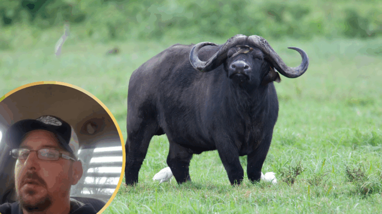 Oklahoma Farmer Killed by Water Buffalo Bought at An Auction Just the Day Before