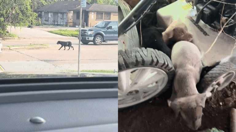 Stray Mama Dog Searching for Scraps of Food Catches the Attention of Rescuers Who Discover Her Secret