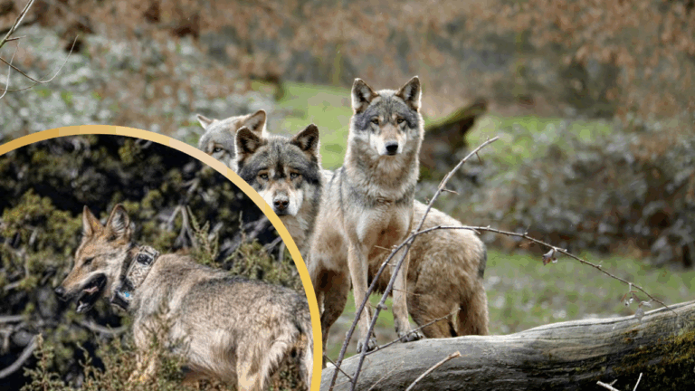 Over 35 Conservation Groups Urge Release of Captive Mexican Gray Wolf Asha & Her Pack