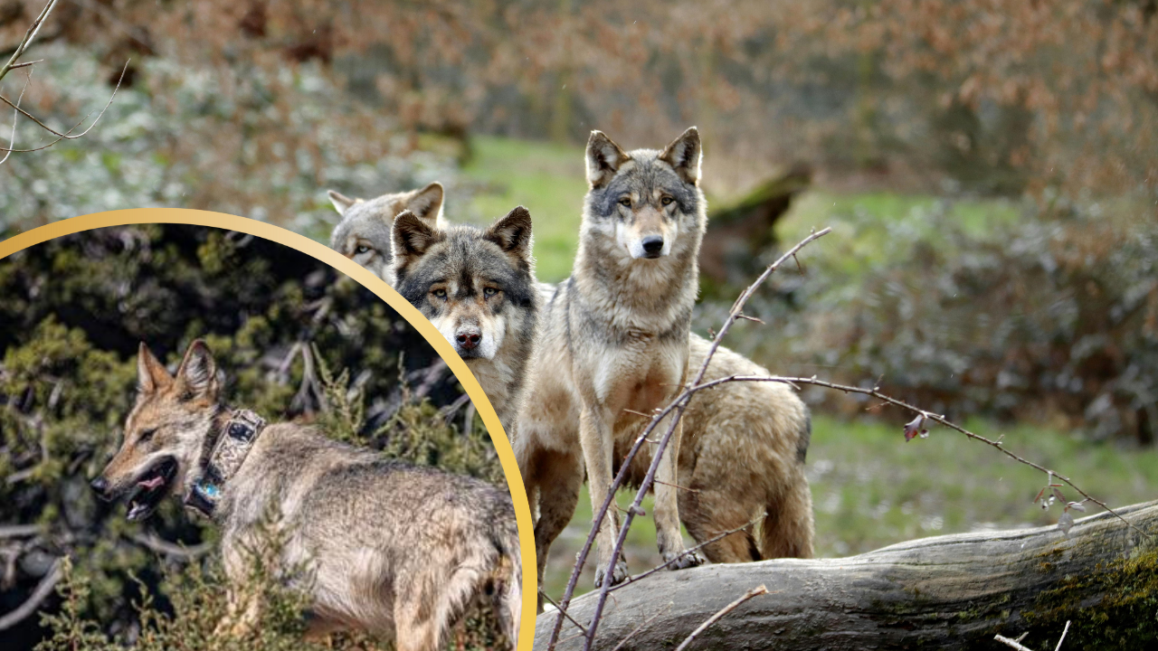 Over 35 Conservation Groups Urge Release of Captive Mexican Gray Wolf Asha & Her Pack