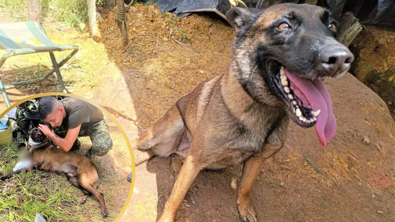Four-Legged Hero: Military Dog Saves 36 Soldiers Despite Losing Leg in Explosion