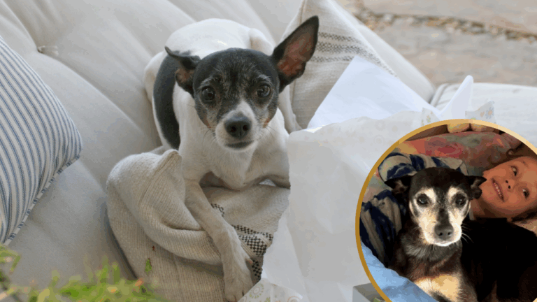 Calif Family Adopts a Shelter Dog After Losing One But A DNA Test Reveals a Big Surprise