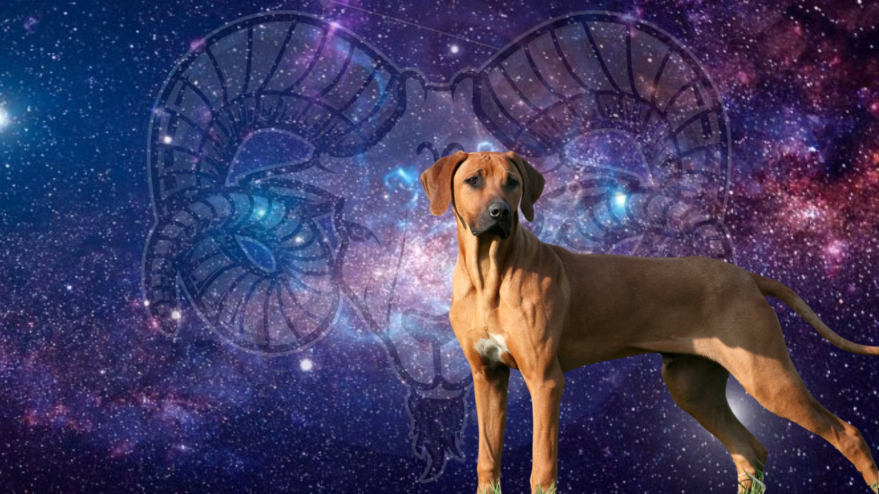 10 Most Compatible Large Dog Breeds for Zodiac Sign Aries