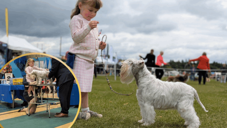 One of the World’s Youngest Dog Handlers (a 3-Year-Old) Qualifies for the World’s Largest Dog Show
