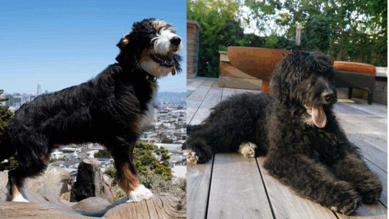 Scared Dog Escapes Groomer and Runs Over a Mile Home—Then Waits Patiently on the Porch