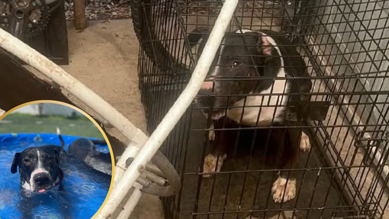 From Crate to Comfort: How Oreo the Pittie Found Love After Cruel Abandonment