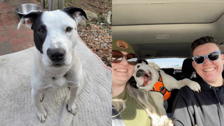 From Stray Dog to Snuggle Bug: Bowie the Dog Melts in His Rescuer’s Arms and Finds Hope Again