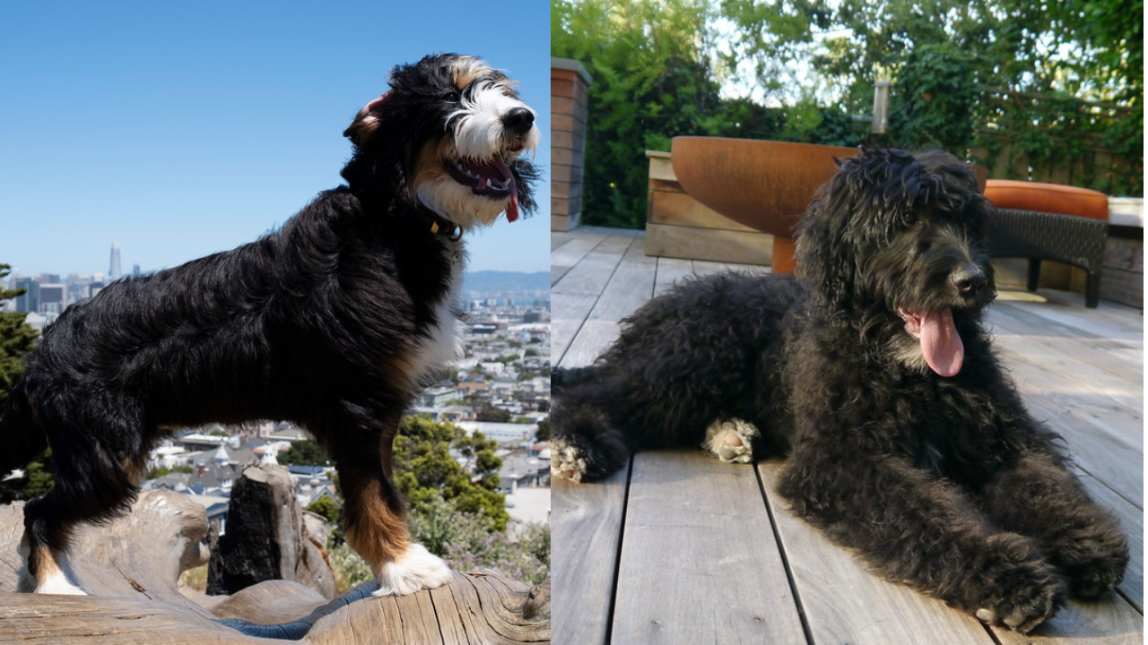Scared Dog Escapes Groomer and Runs Over a Mile Home—Then Waits Patiently on the Porch