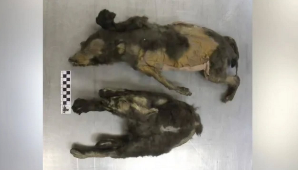 Wolf Cubs Uncovered Near Tumat
