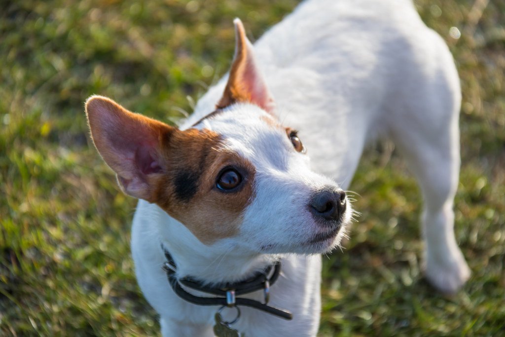 How Your Dog Might Be a Better Judge of Character Than You Think