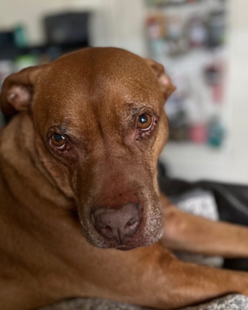Damon, the Devoted Companion
