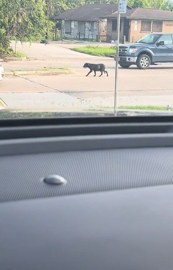 A Determined Mother Leads the Way