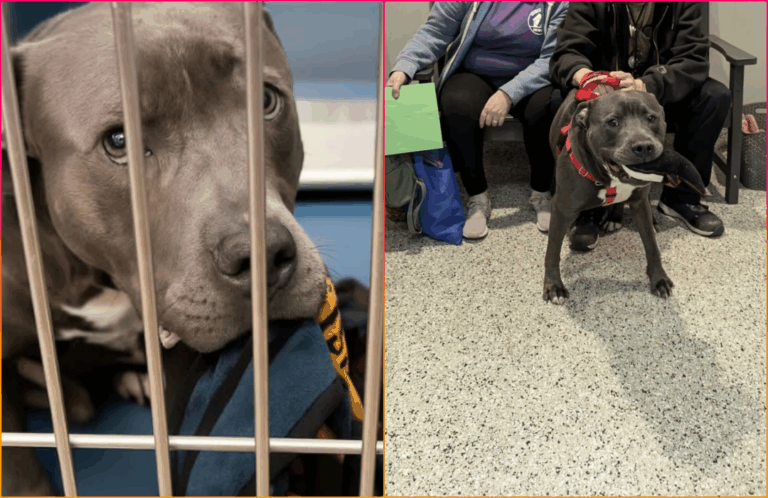 Pup in Michigan Shelter Kept Offering His Blanket to Strangers Hoping They Would Adopt Him