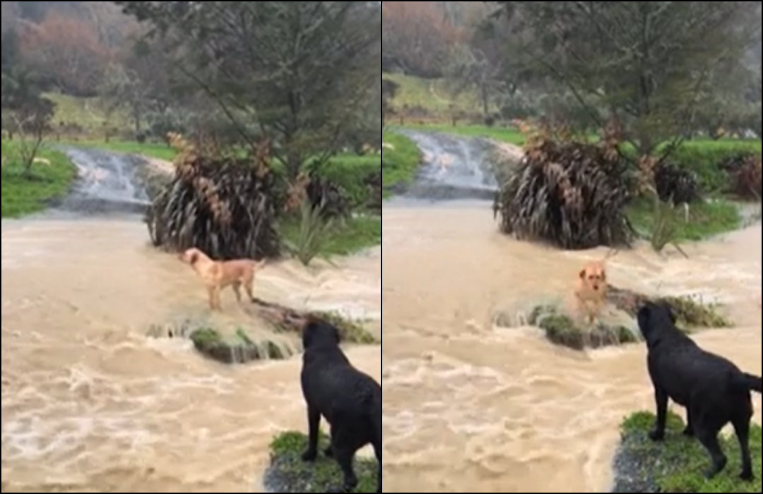 Black Labrador Leads Heartwarming ‘Rescue Mission’ to Save Lady Love Stranded on Flooded Road