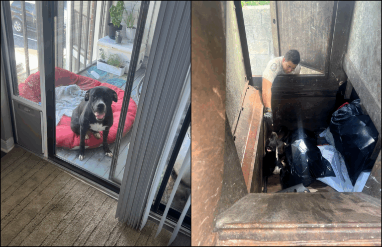 Dog Dumped in Florida Trash Compactor Is Saved Just Before Tragedy: $2500 Reward Announced For Identifying Culprit
