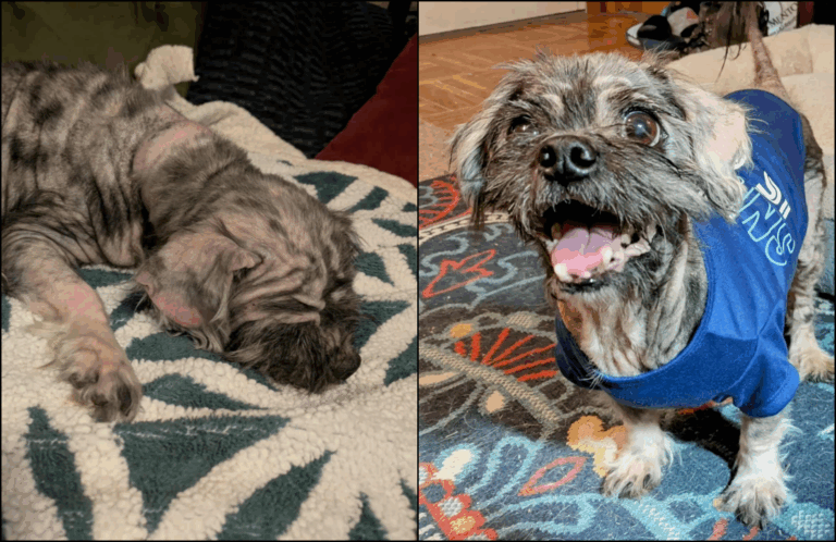 10-Year-Old Shih Tzu Crowned World’s ‘Ugliest’ Dog is Still Looking For His Forever Home