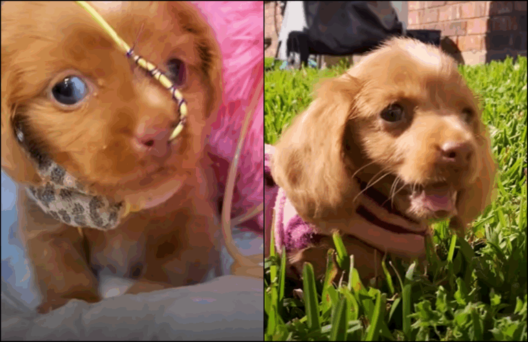Puppy With Pneumonia Refuses To Live In Her Air Bubble And Her Fight Pays Off