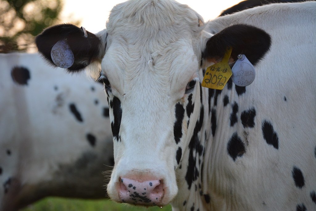 A Compassionate Future in Sight