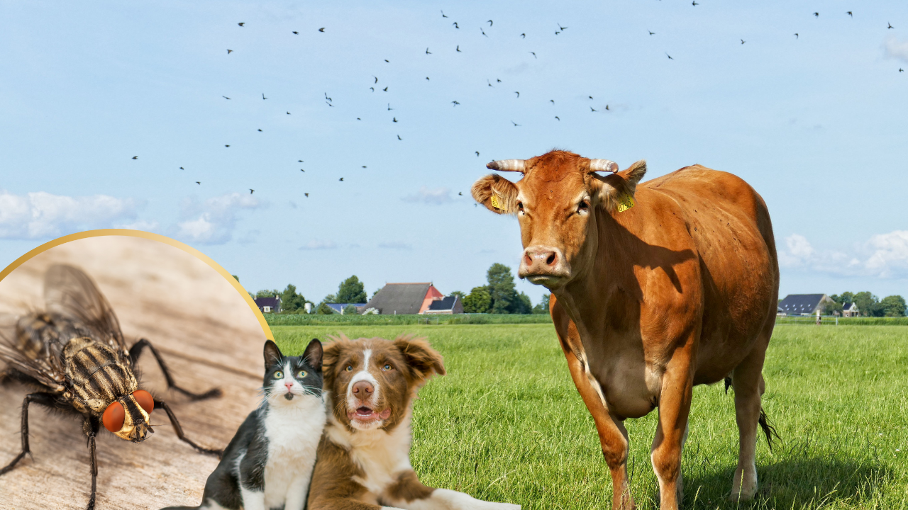 US Government Plans to Breed Billions of Flies to Protect Cattle and Pets From A Dangerous Pest