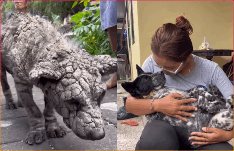 Mange Ridden Dog Almost Turned to Stone Is Finally Saved by Strangers