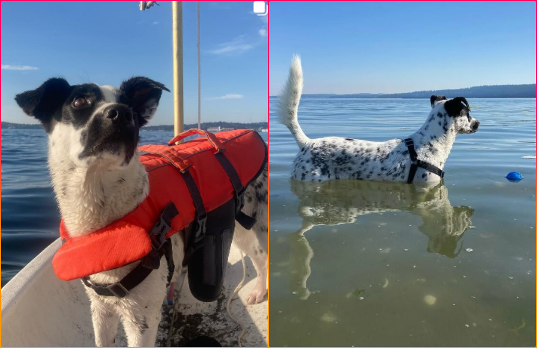 Blind Dog Abandoned at Texas Shelter is Adopted and Becomes a Cool Ball Fetcher