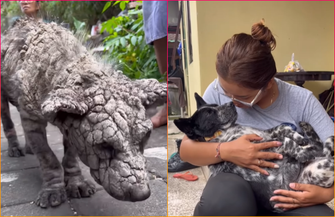 Mange Ridden Dog Almost Turned to Stone Is Finally Saved by Strangers
