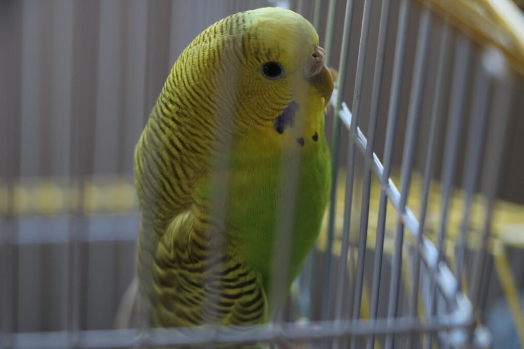 green and yellow bird in cage