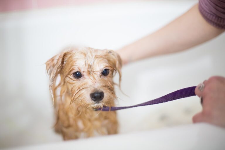 Mistake 2: Bathing Too Frequently
