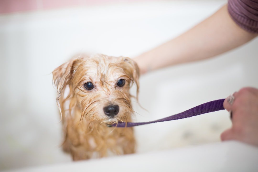 5 Grooming Mistakes Dog Owners Make Without Realizing