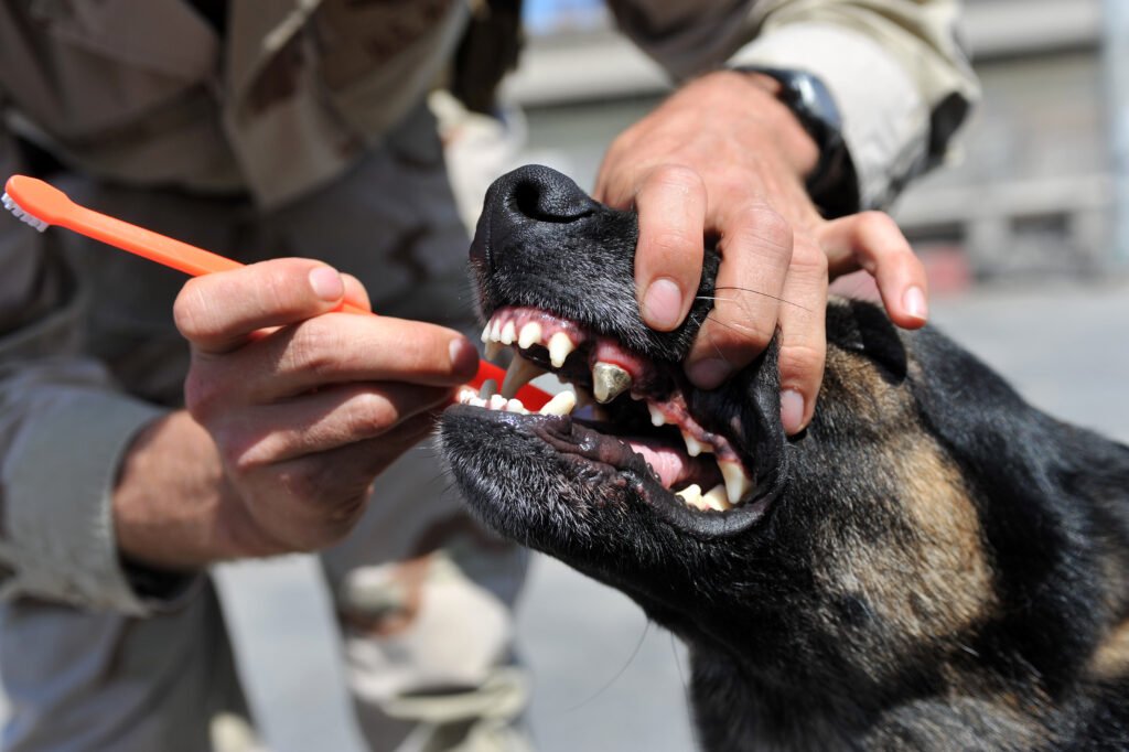 Mistake 5: Ignoring Dental Care