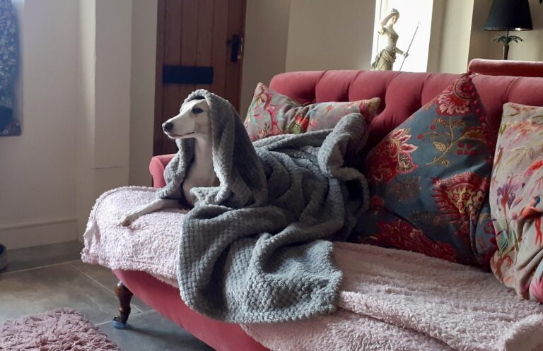 a dog sitting on a couch covered in a blanket