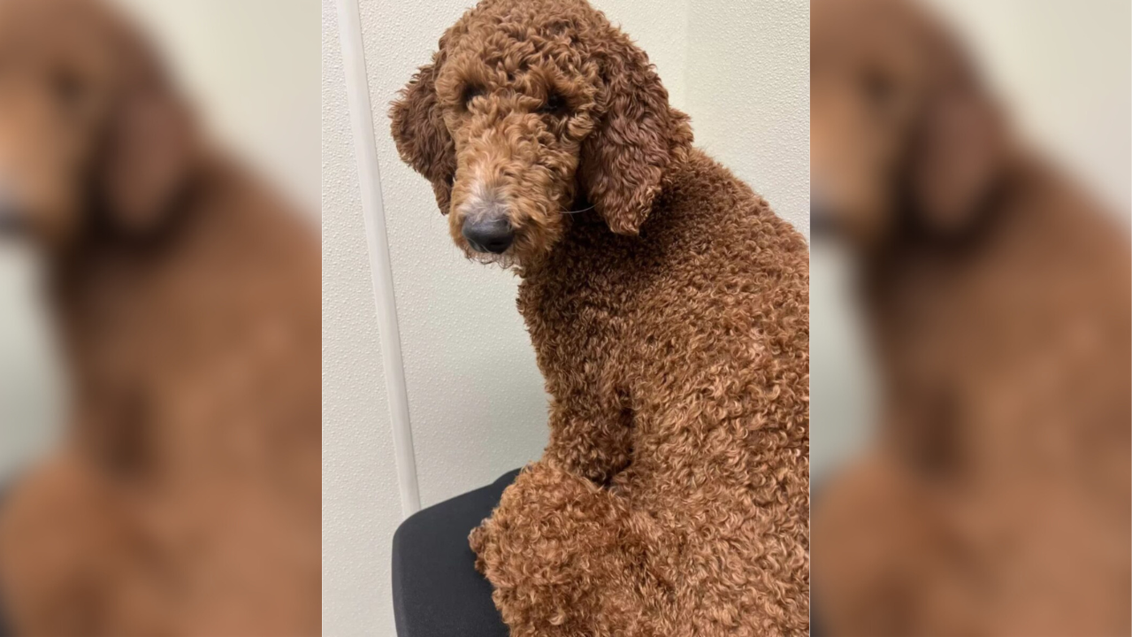 New York Foster Mom Wakes Up To Find Rescue Dog Has a Little Surprise for Her