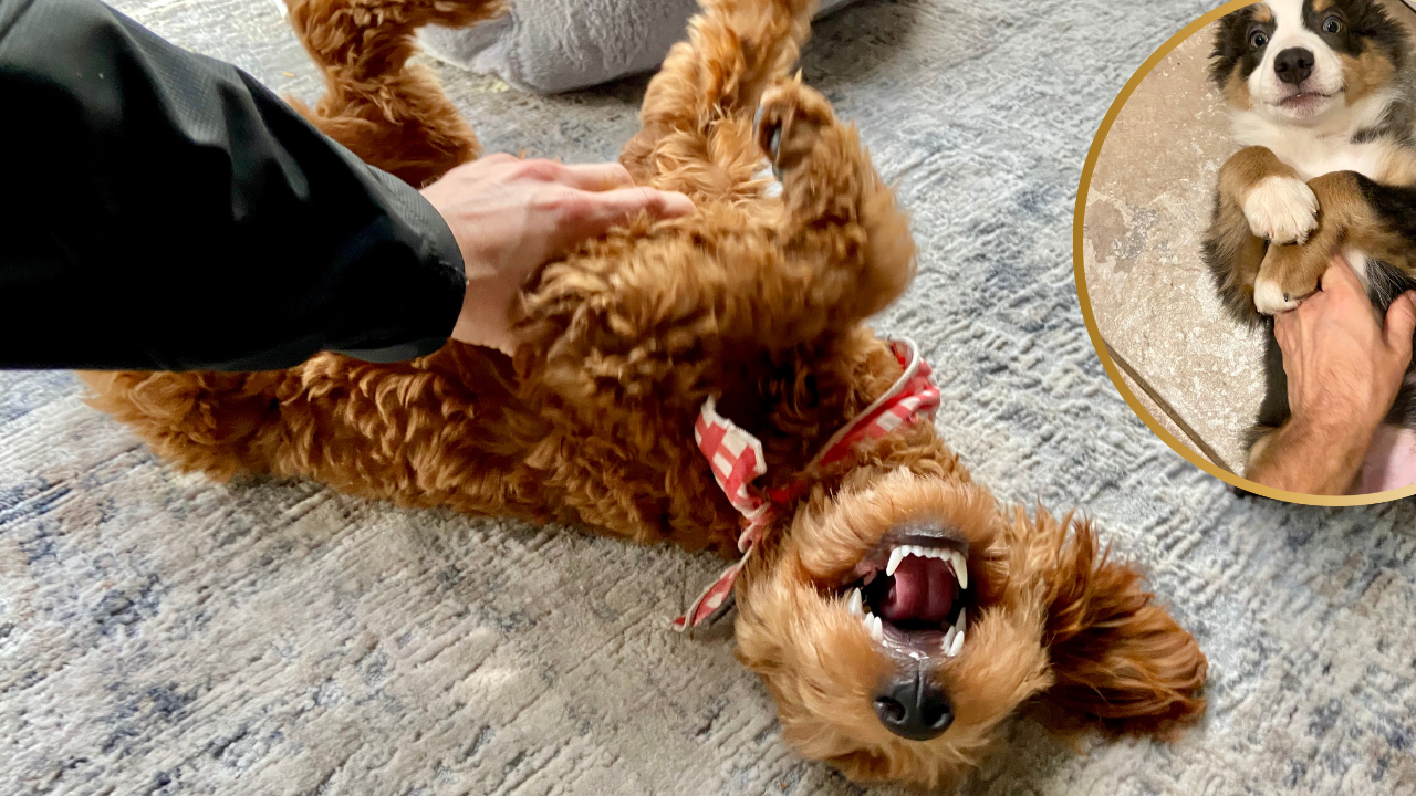 Why Does Your Dog Love Belly Rubs