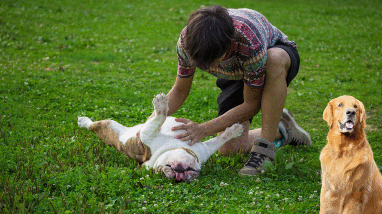 Your Dog Shows You Their Belly (They’re Not Asking for Rubs – They’re Giving You Everything)