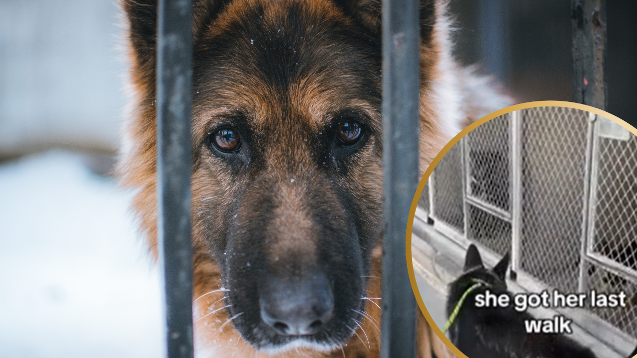 Shelter Dog Given One Last Walk Before Euthanasia-The Video Changes Everything