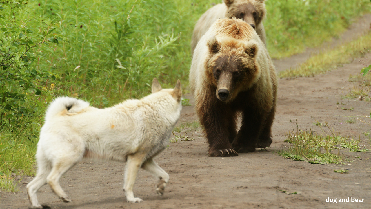 How Dogs React When They Sense a Bear Nearby — What to Know Before Hiking