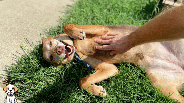 10 Little Things That Mean Everything to Your Dog