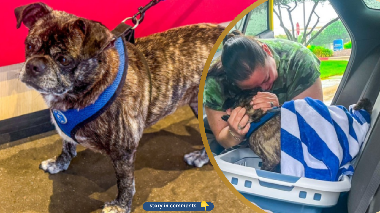 Dog Missing 8 Years Ago During Hurricane Harvey Found 300 Miles from Home in Public Bathroom