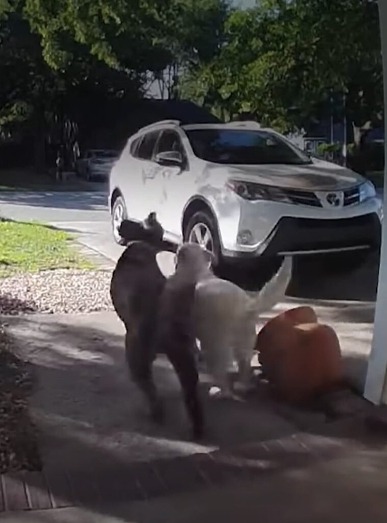 Here's to More Tail-Wagging Adventures