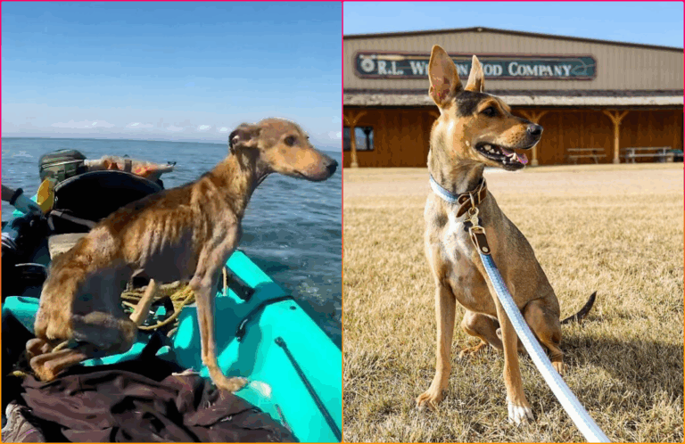 Dog Stranded on Remote Island for Six Months Survived Only on Crabs and Rainwater Till Finally Rescued