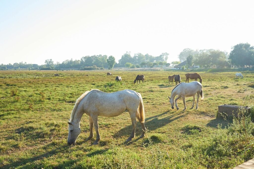 Horses peacefully grazing in an open field under the bright sunlight near Madrid, Spain.