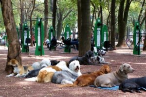 Traveling With a Reactive Dog: 10 Things to Know Before You Go
