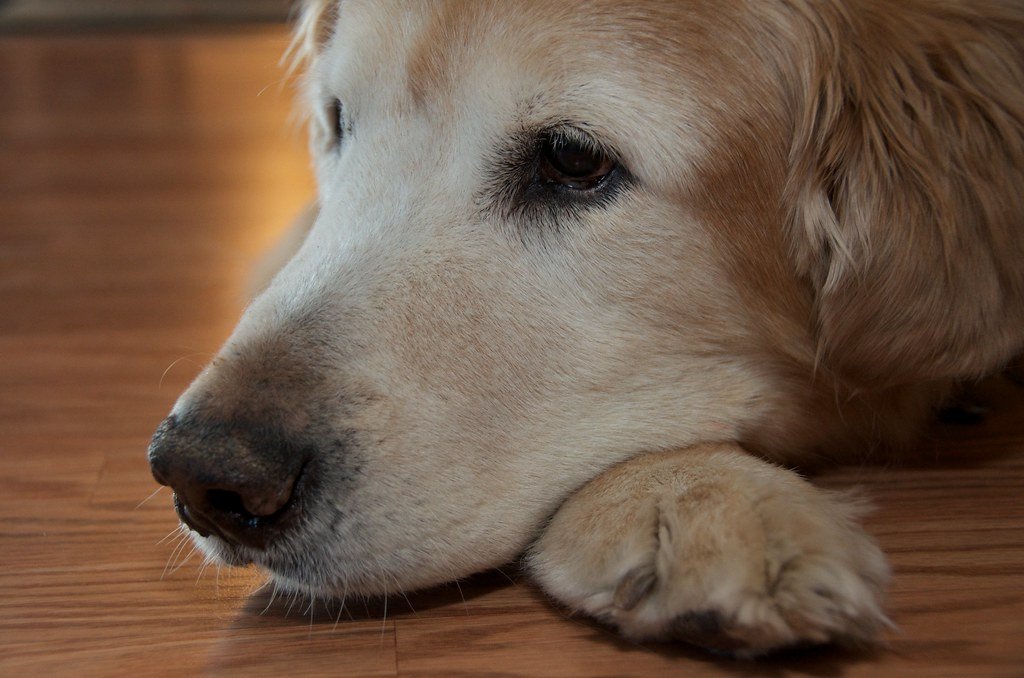 Overlooking Signs of Pain or Illness (image credits: flickr)