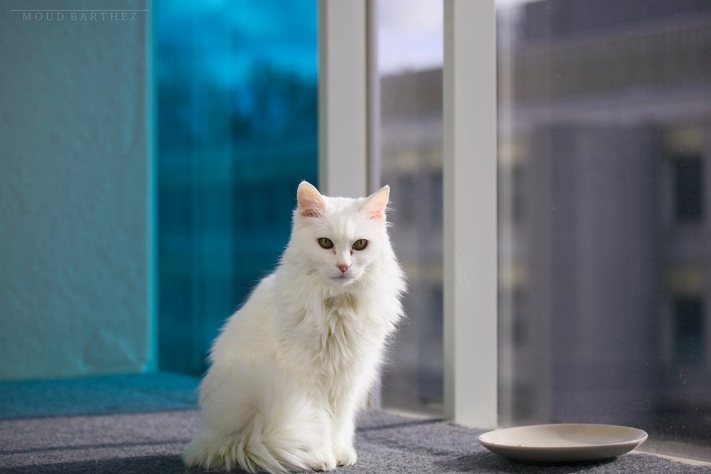 Following You Around (image credits: flickr)