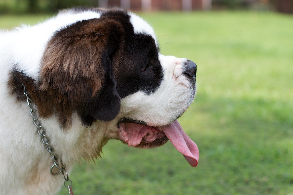 Excessive Panting or Breathing Changes (image credits: flickr)